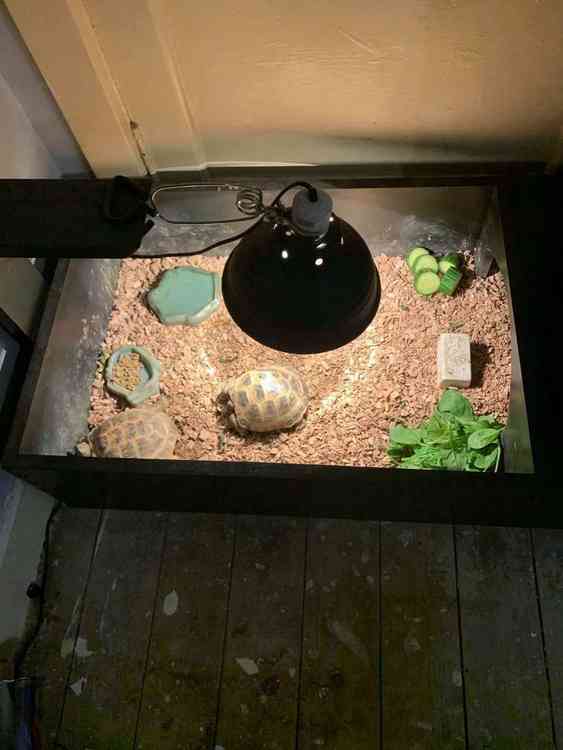 tortoise table accessories